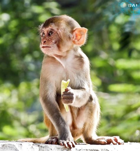 Weve got an amazing java macaque for trained, tamed and ready for new home. . Where can i buy a real monkey